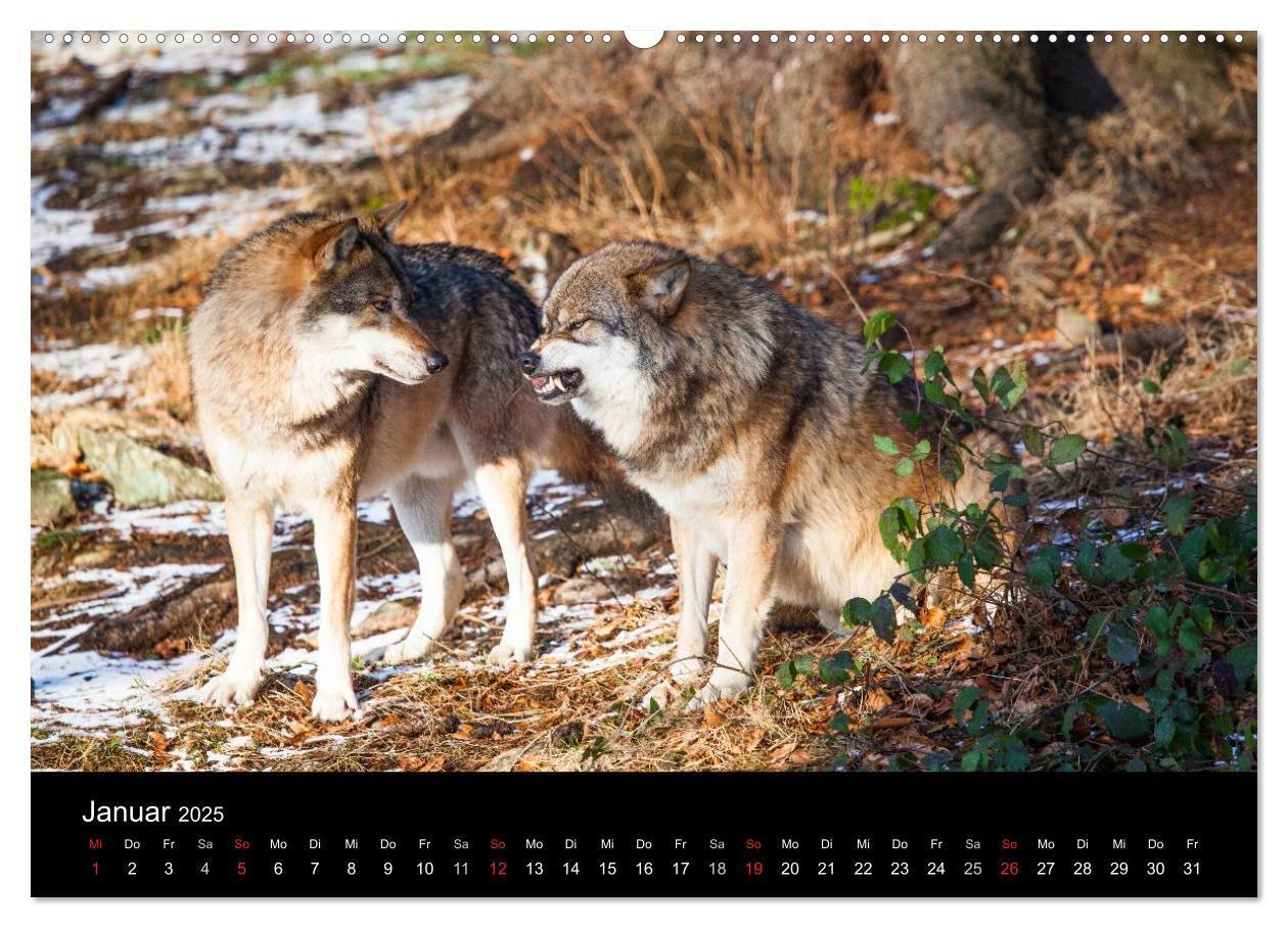 Bild: 9783435797097 | Tierkalender 2025 (Wandkalender 2025 DIN A2 quer), CALVENDO...