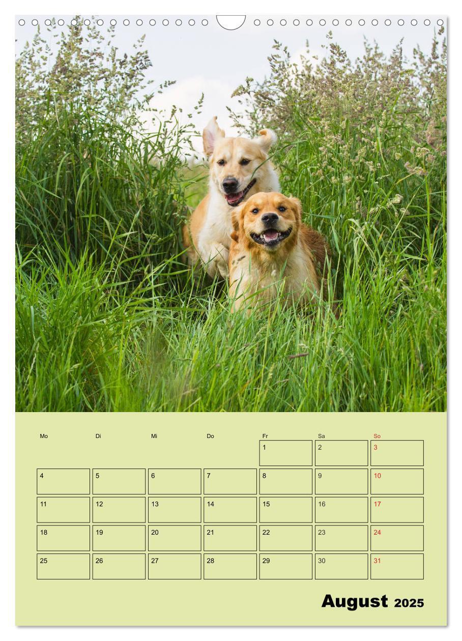 Bild: 9783435960002 | Jahresplaner Golden Retriever (Wandkalender 2025 DIN A3 hoch),...