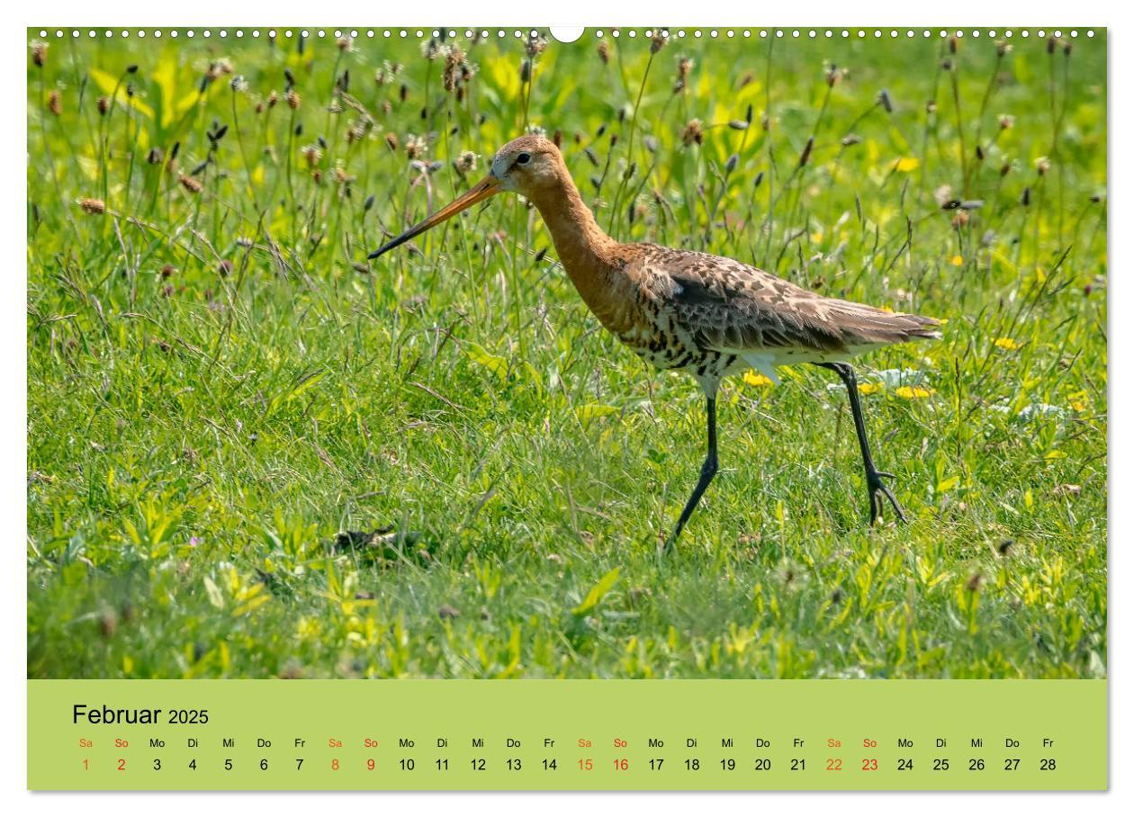 Bild: 9783435118182 | Limikolen - Watvögel am norddeutschen Wattenmeer (Wandkalender 2025...