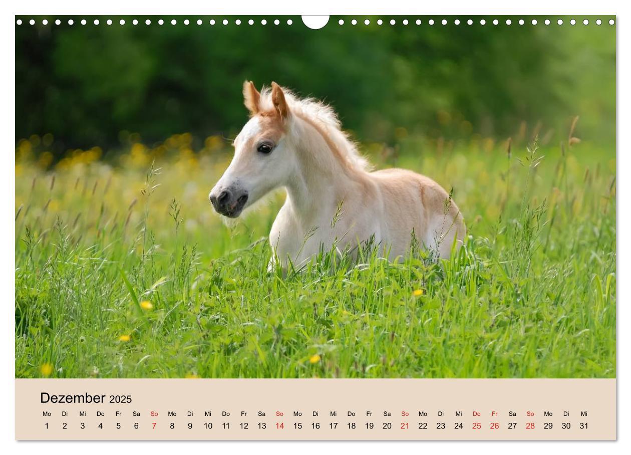 Bild: 9783435786213 | Haflinger Fohlen (Wandkalender 2025 DIN A3 quer), CALVENDO...