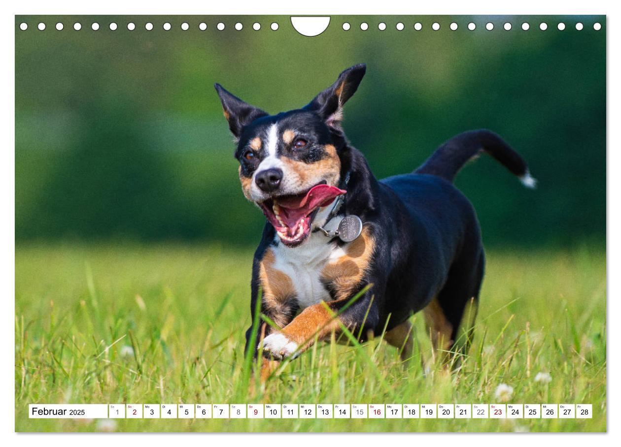 Bild: 9783435313518 | Mein bester Freund - Entlebucher Sennenhund (Wandkalender 2025 DIN...