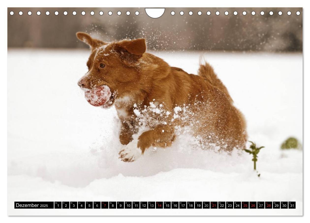 Bild: 9783435569663 | Nova Scotia Duck Tolling Retriever (Wandkalender 2025 DIN A4 quer),...