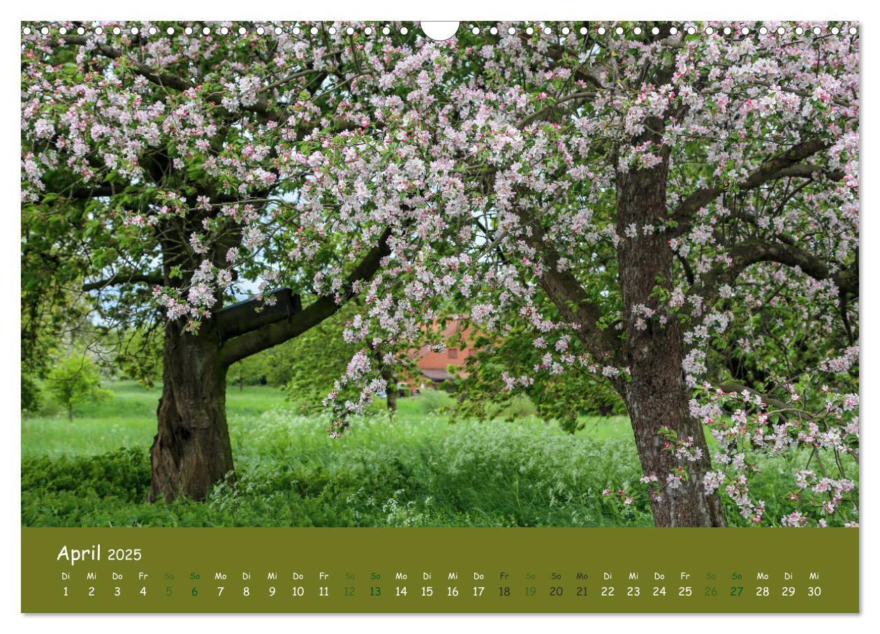 Bild: 9783435299843 | Steinkäuze (Athene noctua) (Wandkalender 2025 DIN A3 quer),...