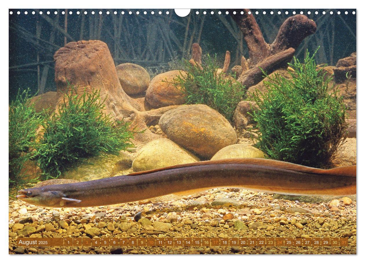 Bild: 9783457180549 | Heimische Fische: Karpfen, Forelle, Hecht (Wandkalender 2025 DIN A3...