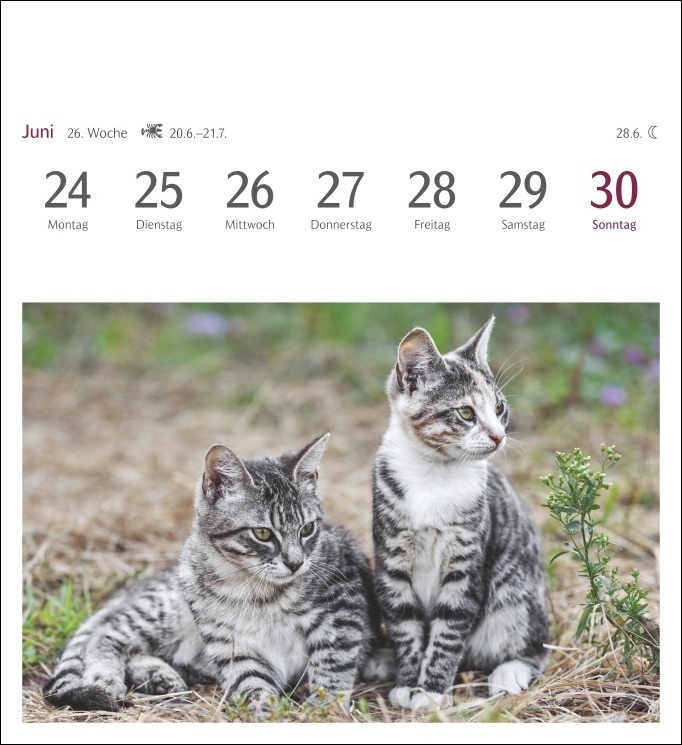 Bild: 9783840031151 | Katzen Postkartenkalender 2024. Jede Woche ein süßes Kätzchen im...