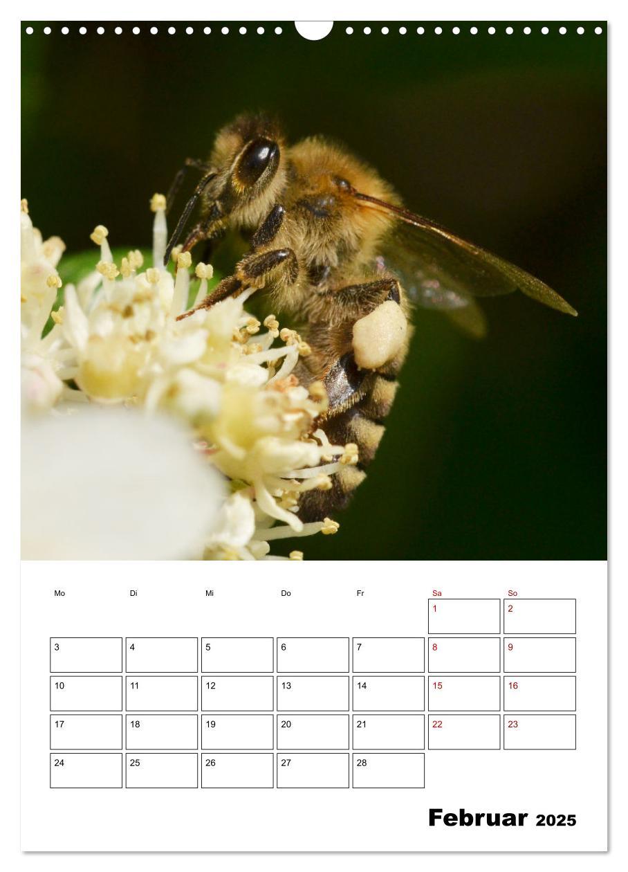 Bild: 9783435879168 | Hummeln und Bienen Terminplaner (Wandkalender 2025 DIN A3 hoch),...