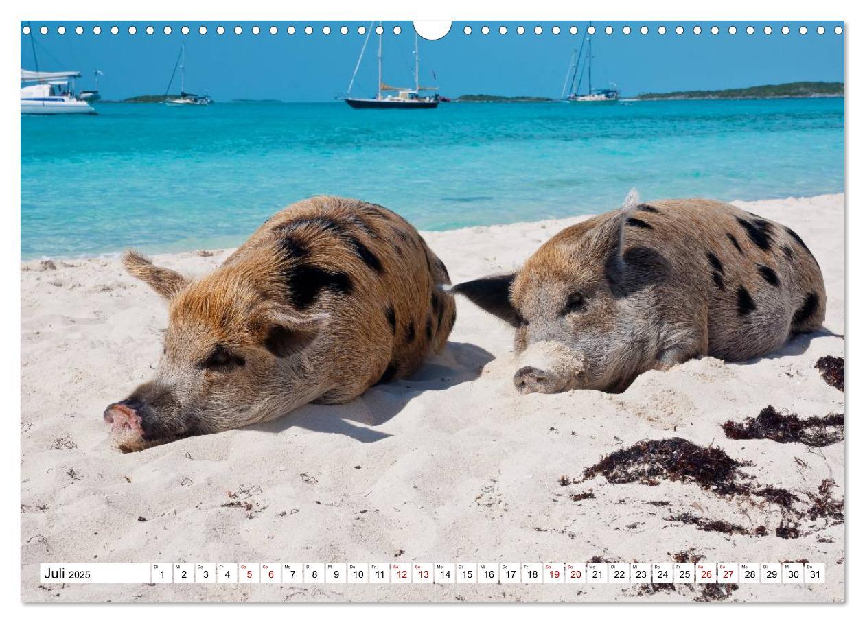 Bild: 9783435421169 | Schweine im Dauerurlaub auf den Bahamas! (Wandkalender 2025 DIN A3...