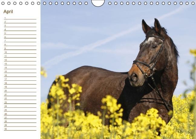 Bild: 9783660194883 | Der Pferde-Geburtstagskalender (Wandkalender immerwährend DIN A4 quer)