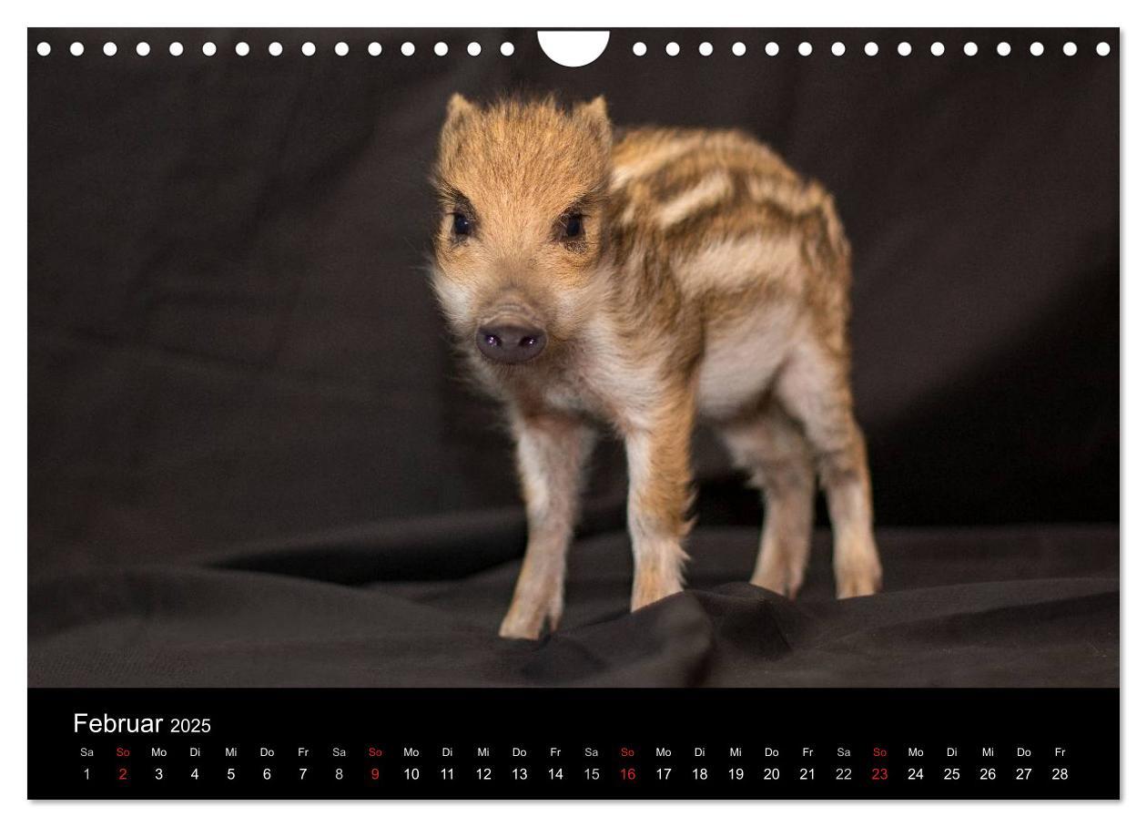 Bild: 9783435537358 | Kleine Schweinereien (Wandkalender 2025 DIN A4 quer), CALVENDO...