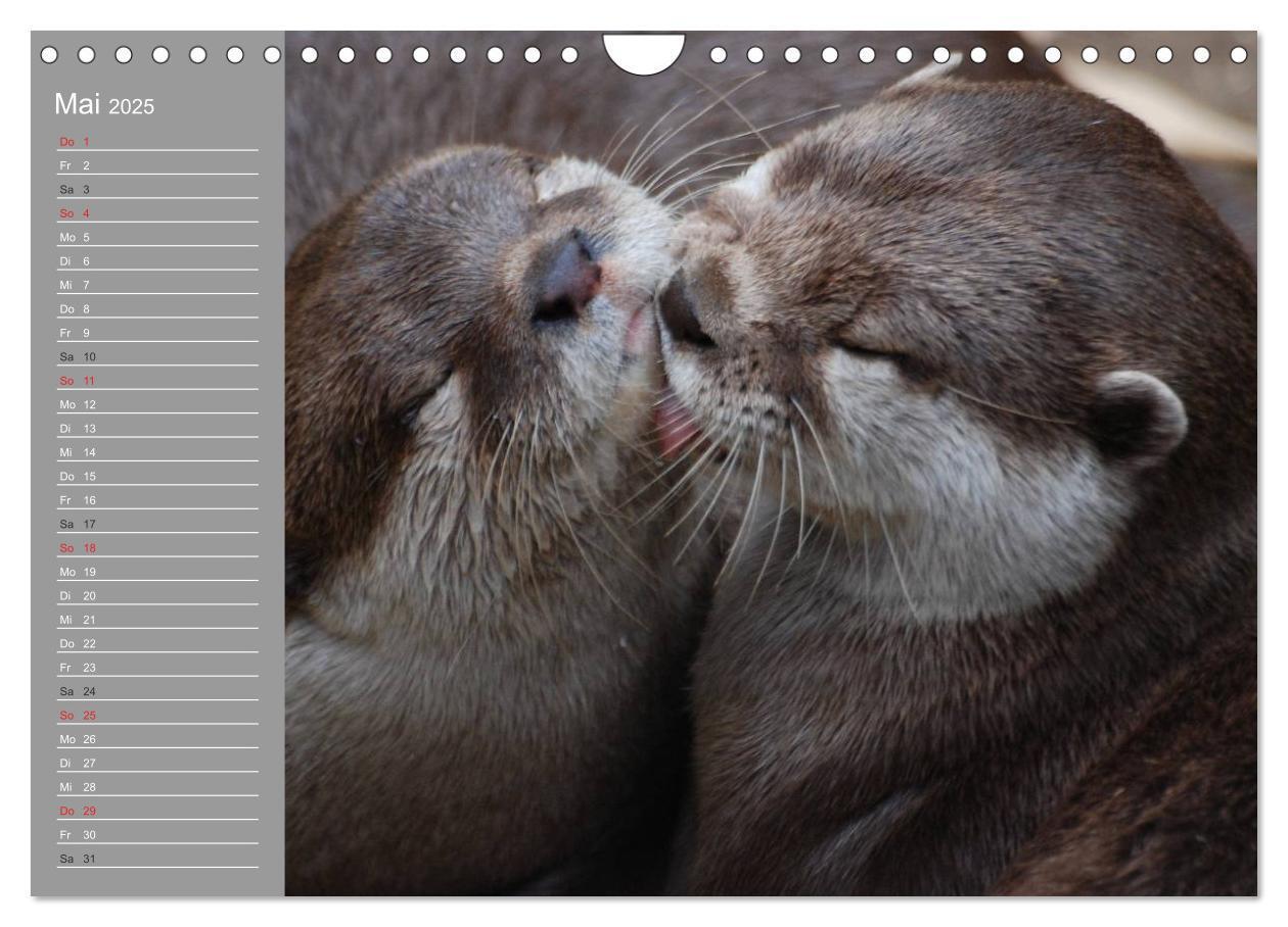 Bild: 9783435549931 | Otter. Frech, laut und clever (Wandkalender 2025 DIN A4 quer),...