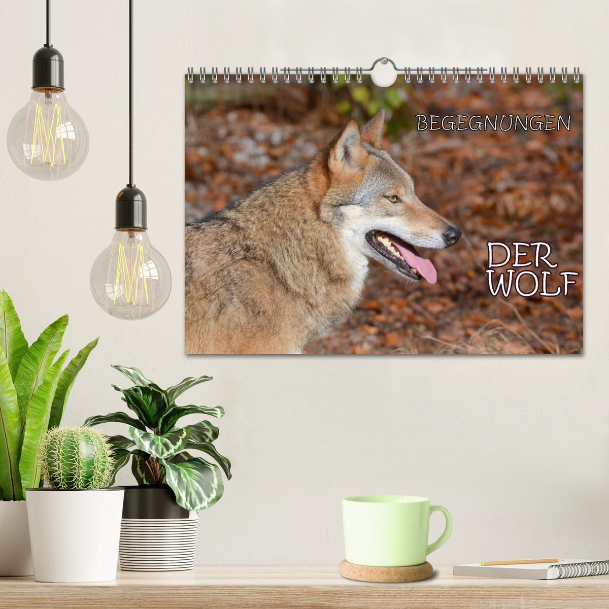 Bild: 9783435393817 | Begegnungen DER WOLF (Wandkalender 2025 DIN A4 quer), CALVENDO...