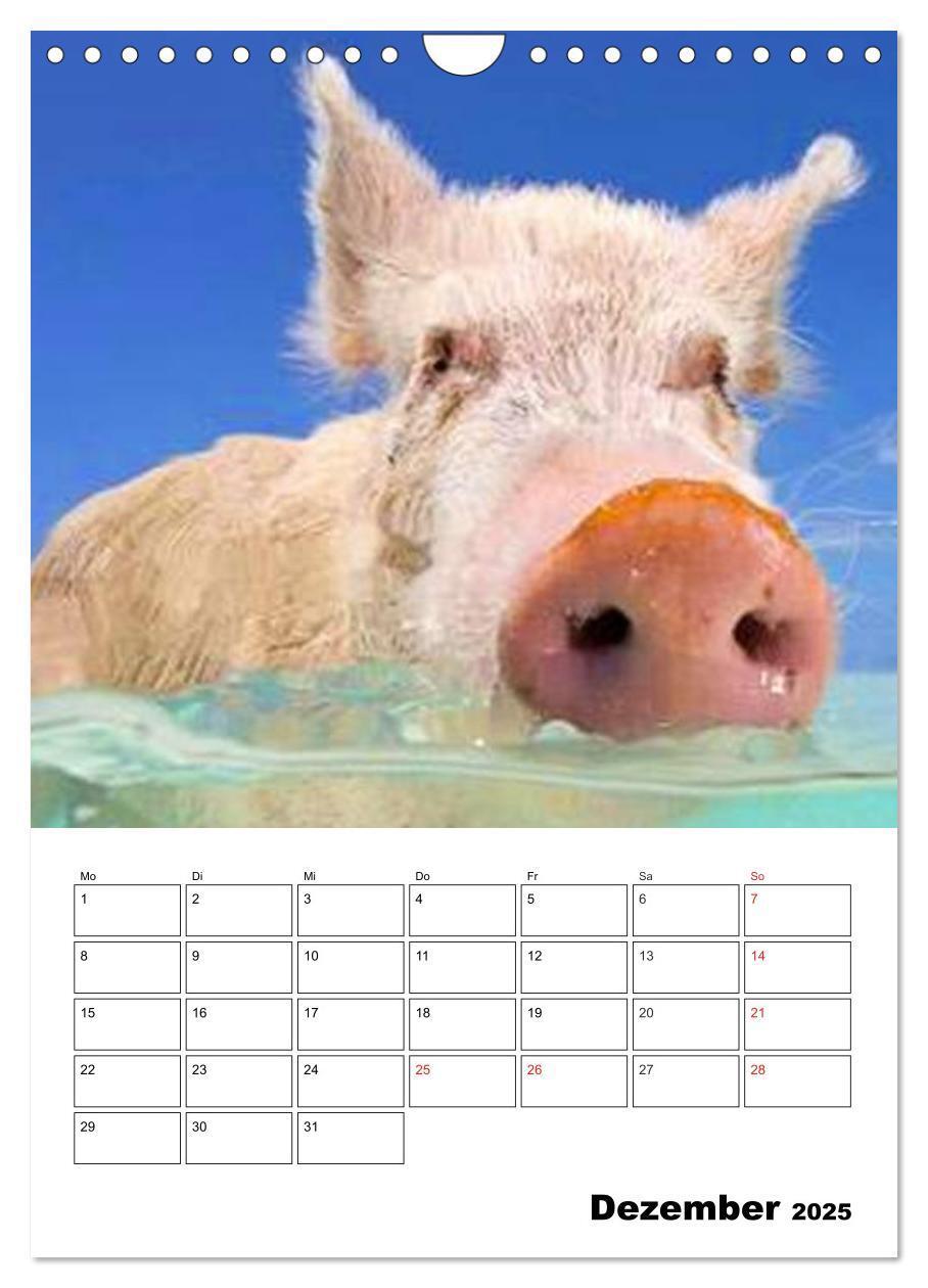 Bild: 9783457024799 | Schweine auf den Bahamas! (Wandkalender 2025 DIN A4 hoch), CALVENDO...