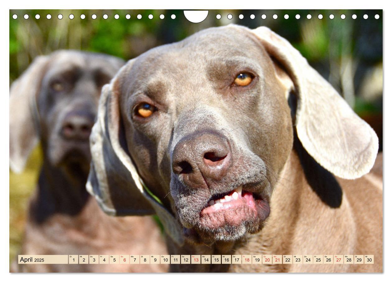 Bild: 9783435050611 | Weimaraner. Edel, elegant und klug (Wandkalender 2025 DIN A4 quer),...