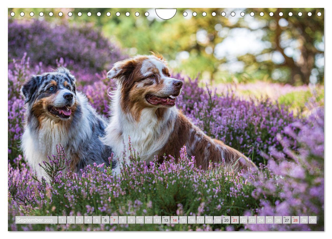 Bild: 9783435547548 | Australian Shepherd 2025 (Wandkalender 2025 DIN A4 quer), CALVENDO...