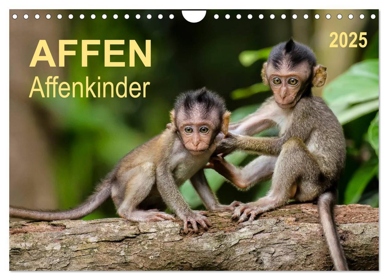 Cover: 9783435592678 | Affen - Affenkinder (Wandkalender 2025 DIN A4 quer), CALVENDO...