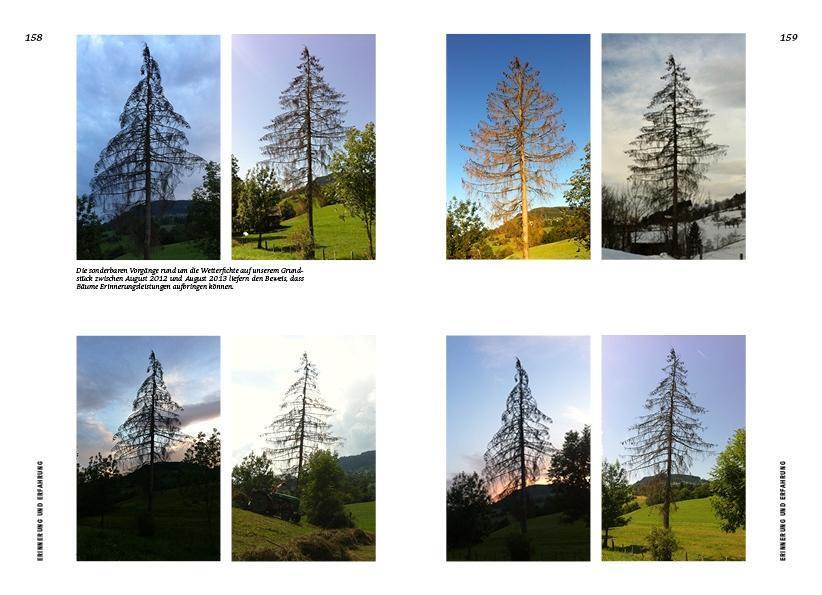 Bild: 9783710900877 | Strategien der Natur | Wie die Weisheit der Bäume unser Leben stärkt