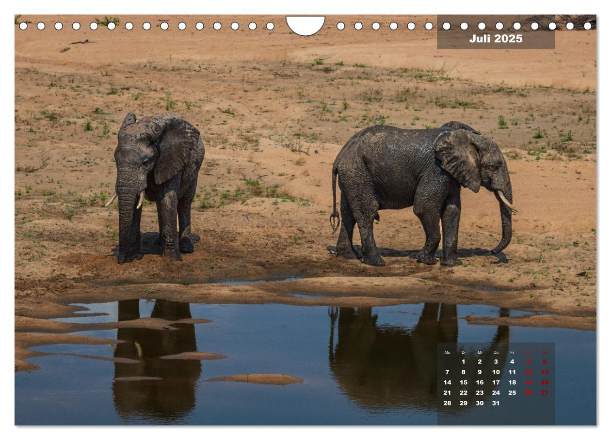 Bild: 9783383967399 | Auf Safari im Kruger National Park (Wandkalender 2025 DIN A4 quer),...