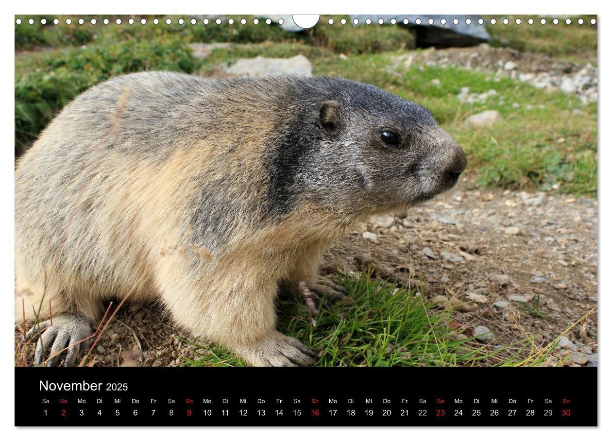 Bild: 9783435784219 | Murmeltiere (Wandkalender 2025 DIN A3 quer), CALVENDO Monatskalender