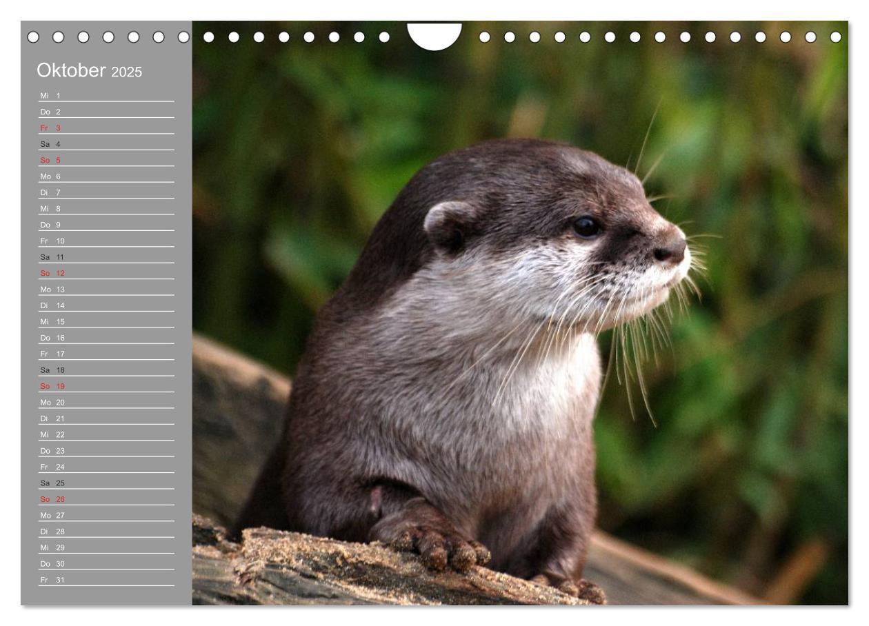 Bild: 9783435549931 | Otter. Frech, laut und clever (Wandkalender 2025 DIN A4 quer),...