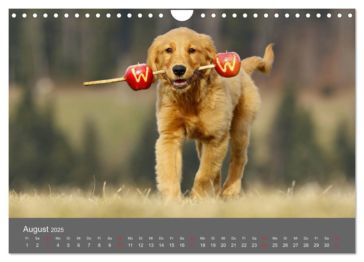 Bild: 9783435307791 | Chesley Kleiner Hund grosse Abenteuer (Wandkalender 2025 DIN A4...