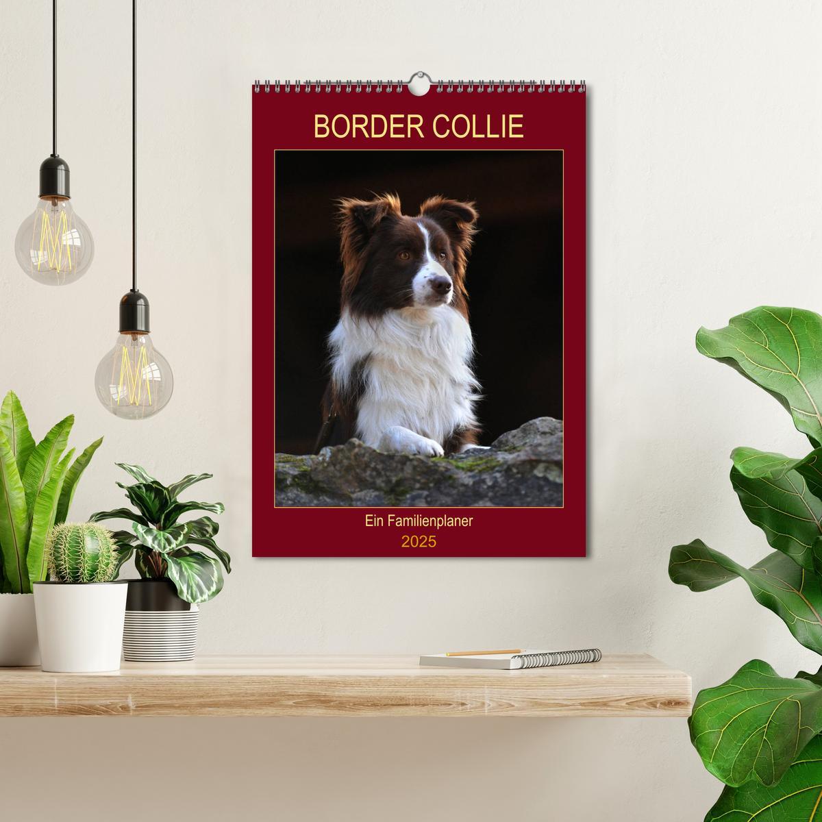 Bild: 9783435959204 | Border Collie - Ein Familienplaner (Wandkalender 2025 DIN A3 hoch),...