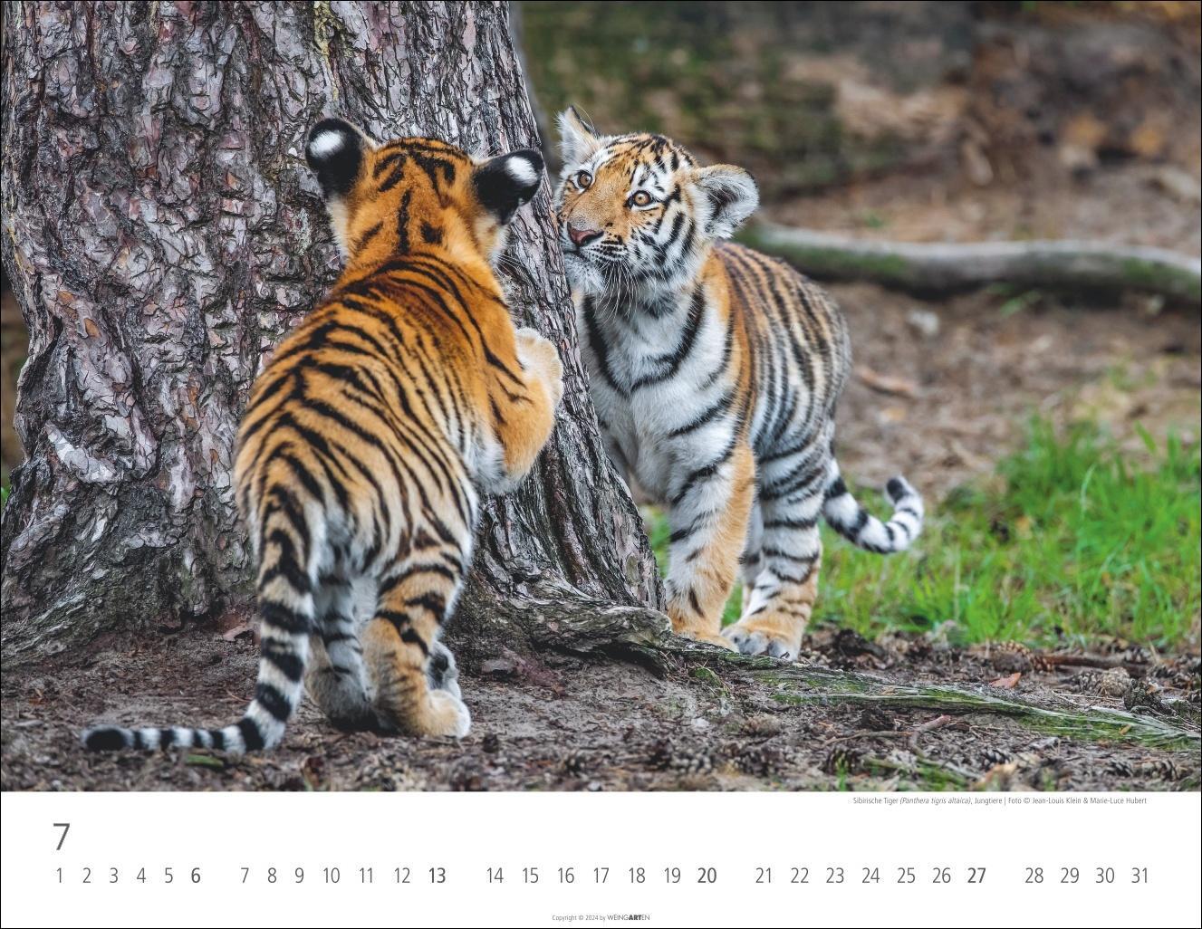 Bild: 9783839900413 | Tiger Kalender 2025 | Kalender | Spiralbindung | 14 S. | Deutsch