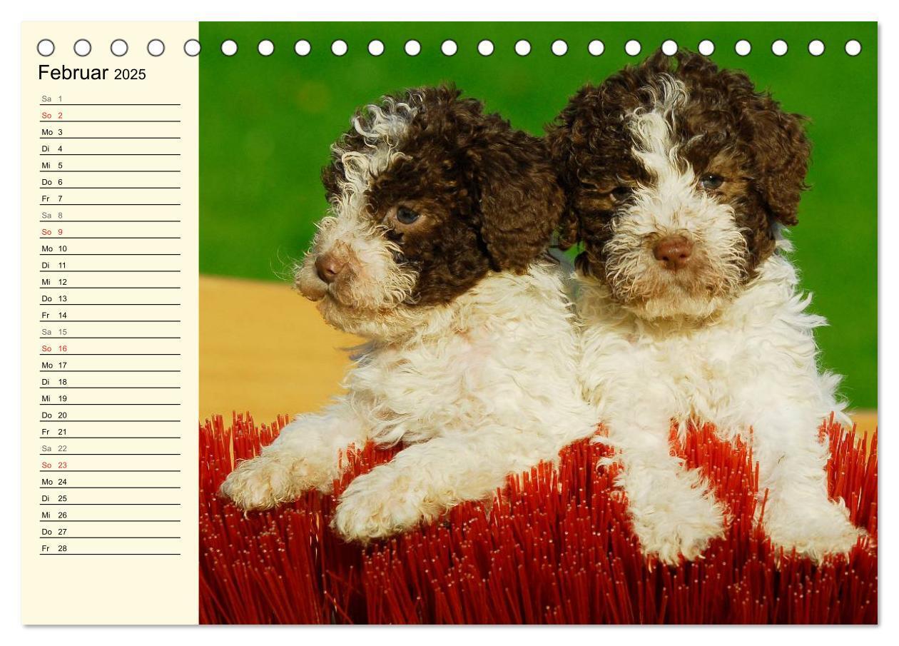 Bild: 9783435543854 | Lagotto Romagnolo - Italienischer Trüffelhund (Tischkalender 2025...