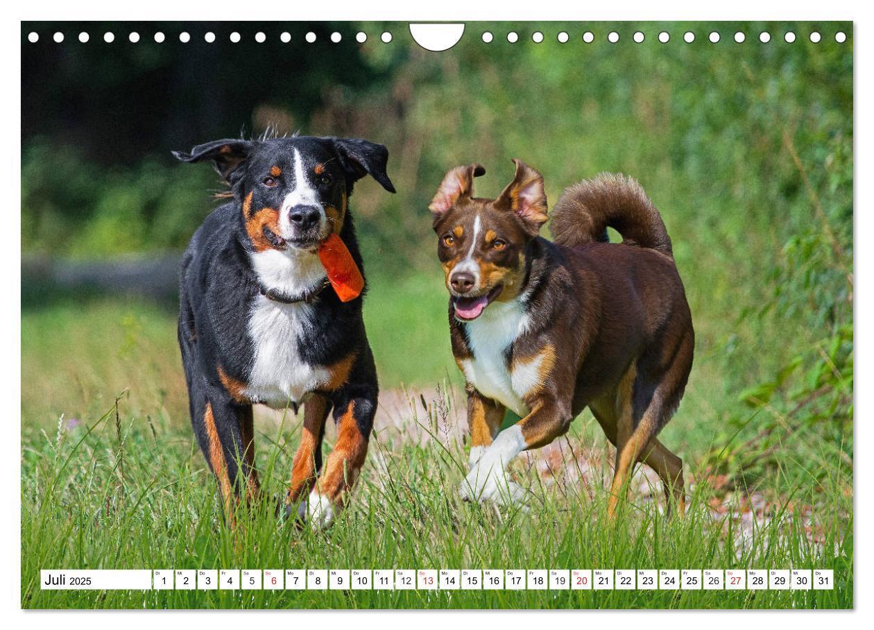 Bild: 9783435112890 | Appenzeller Sennenhund - Ein Schweizer auf 4 Pfoten (Wandkalender...