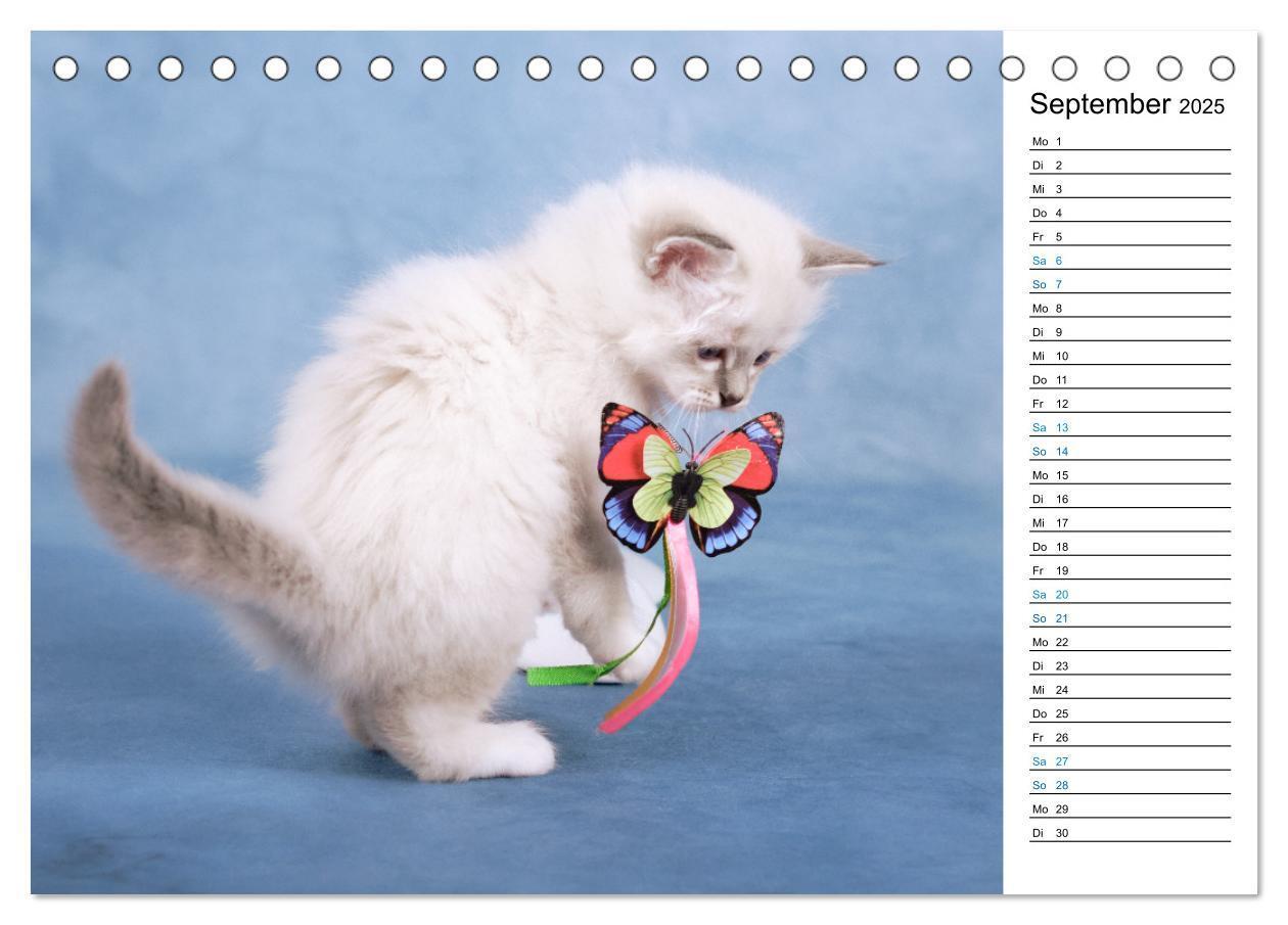 Bild: 9783383959745 | Heilige Birma Kitten mit Planer (Tischkalender 2025 DIN A5 quer),...