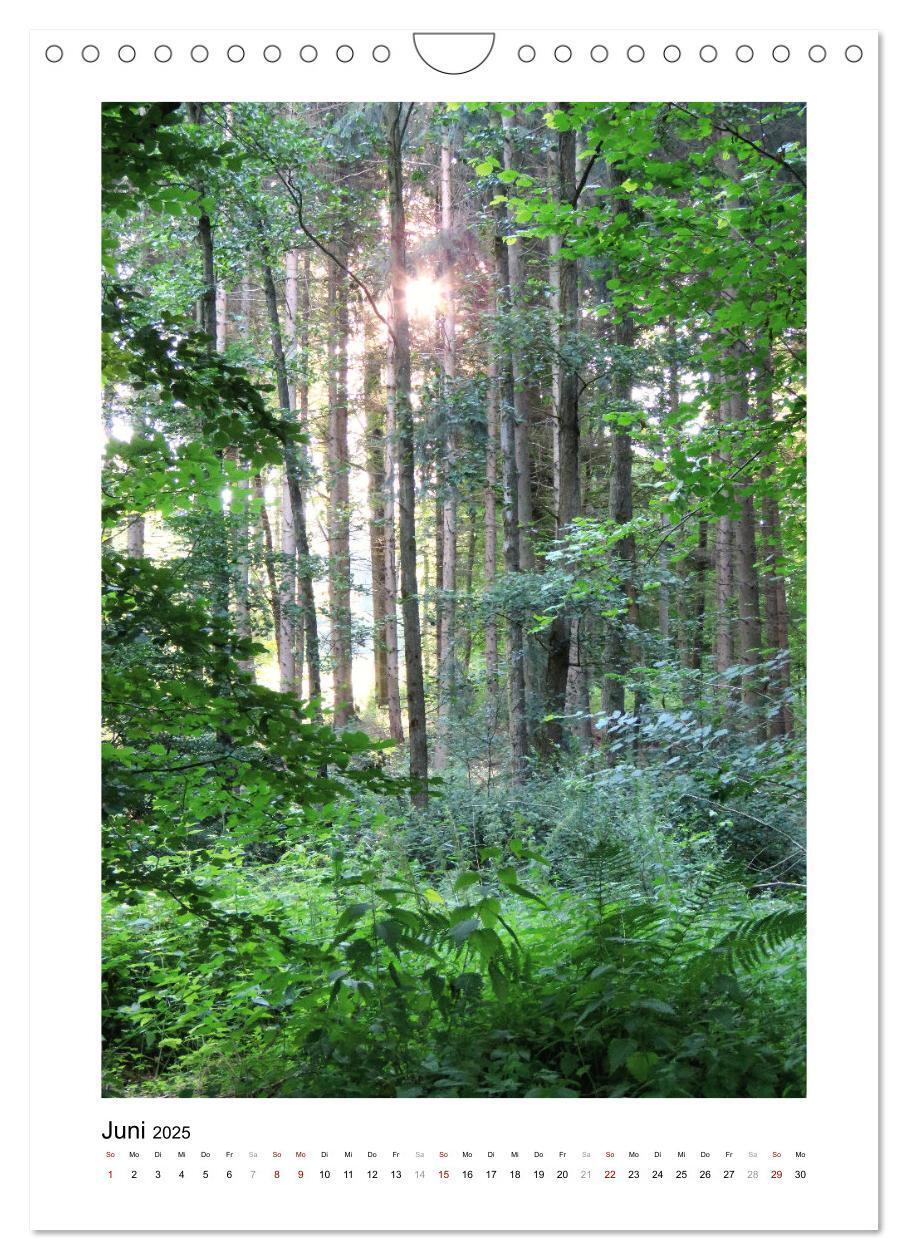 Bild: 9783435928446 | Mein Sehnsuchtsort, der Wald (Wandkalender 2025 DIN A4 hoch),...