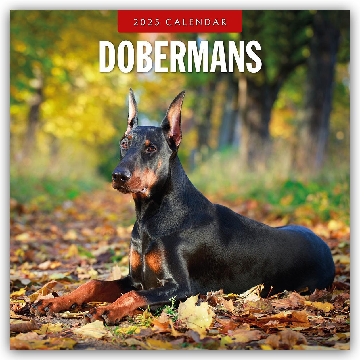 Cover: 9781804424568 | Dobermans - Dobermann 2025 - 16-Monatskalender | Robin Red | Kalender