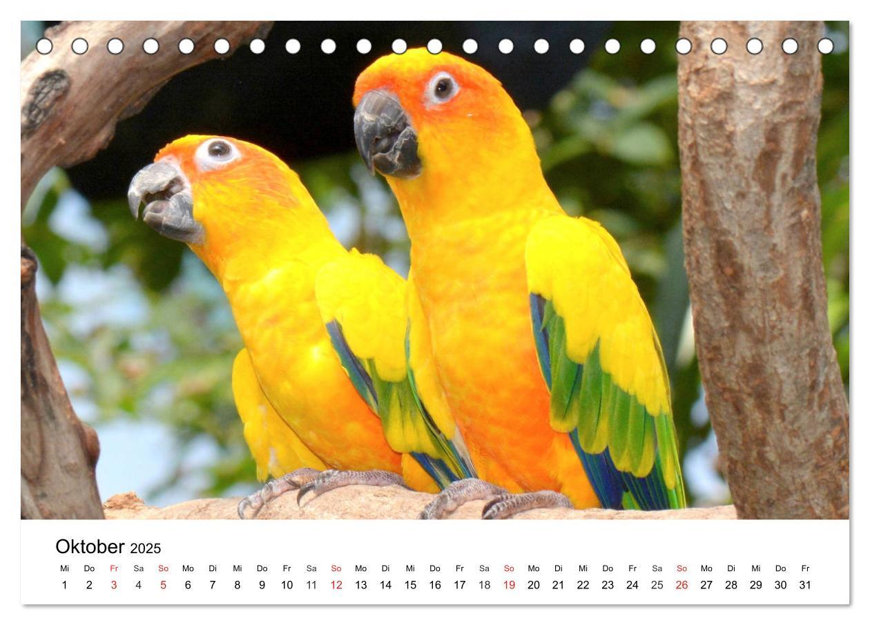 Bild: 9783435186556 | Papageien. Knallbunte Aras und Co. (Tischkalender 2025 DIN A5...