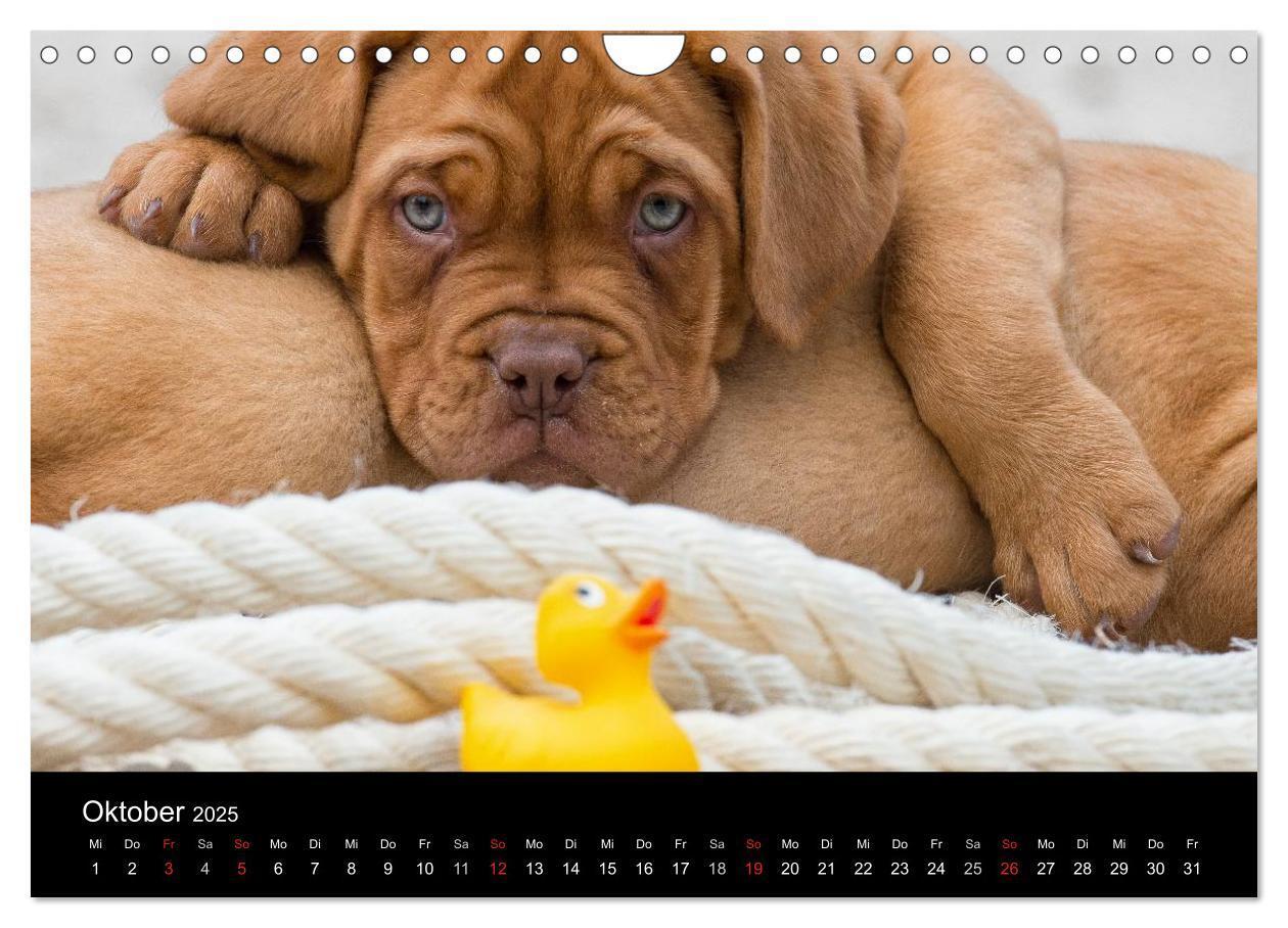 Bild: 9783435519361 | Bordeauxdoggen Welpen (Wandkalender 2025 DIN A4 quer), CALVENDO...