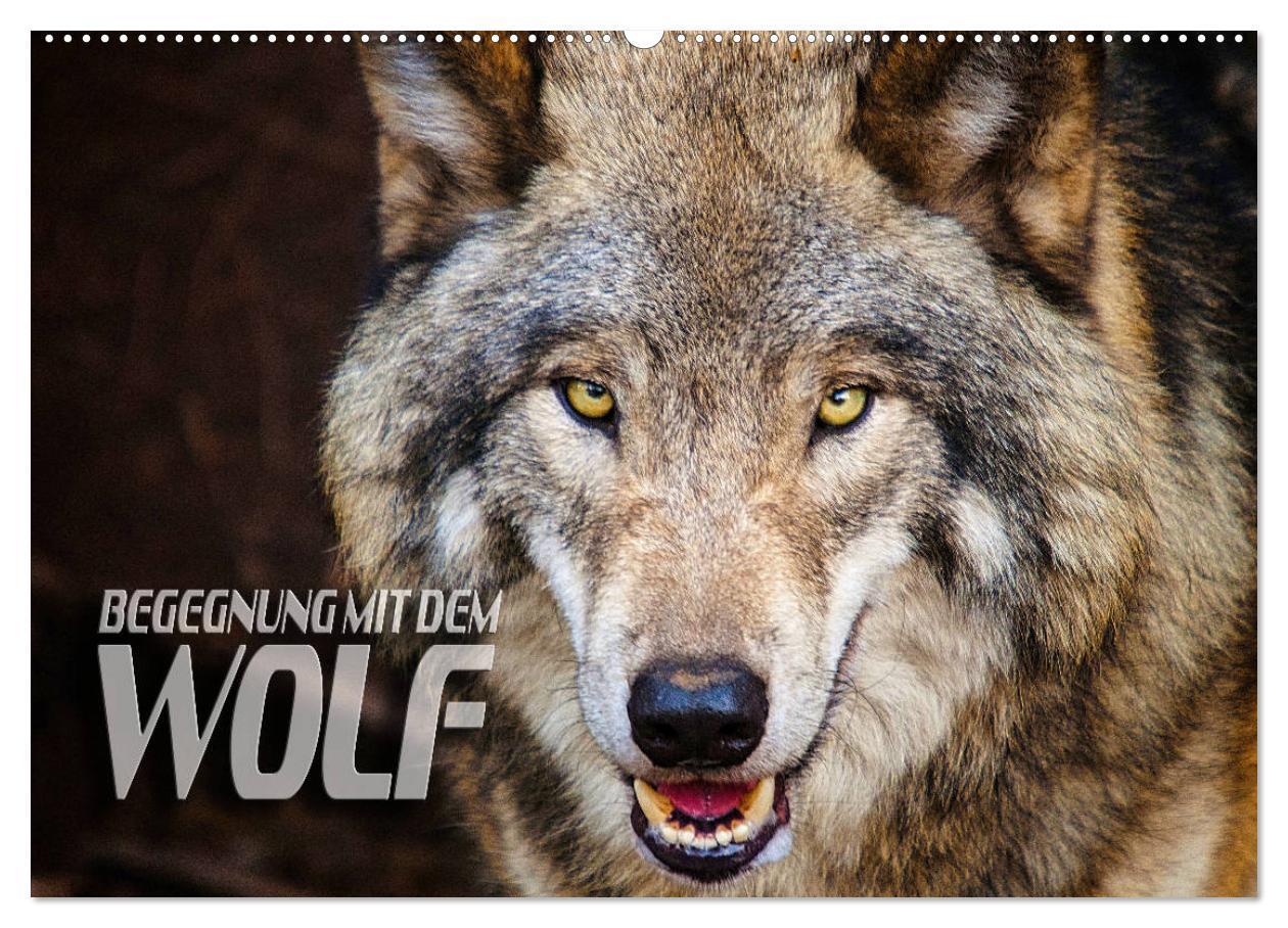 Cover: 9783675453890 | Begegnung mit dem Wolf (Wandkalender 2024 DIN A2 quer), CALVENDO...