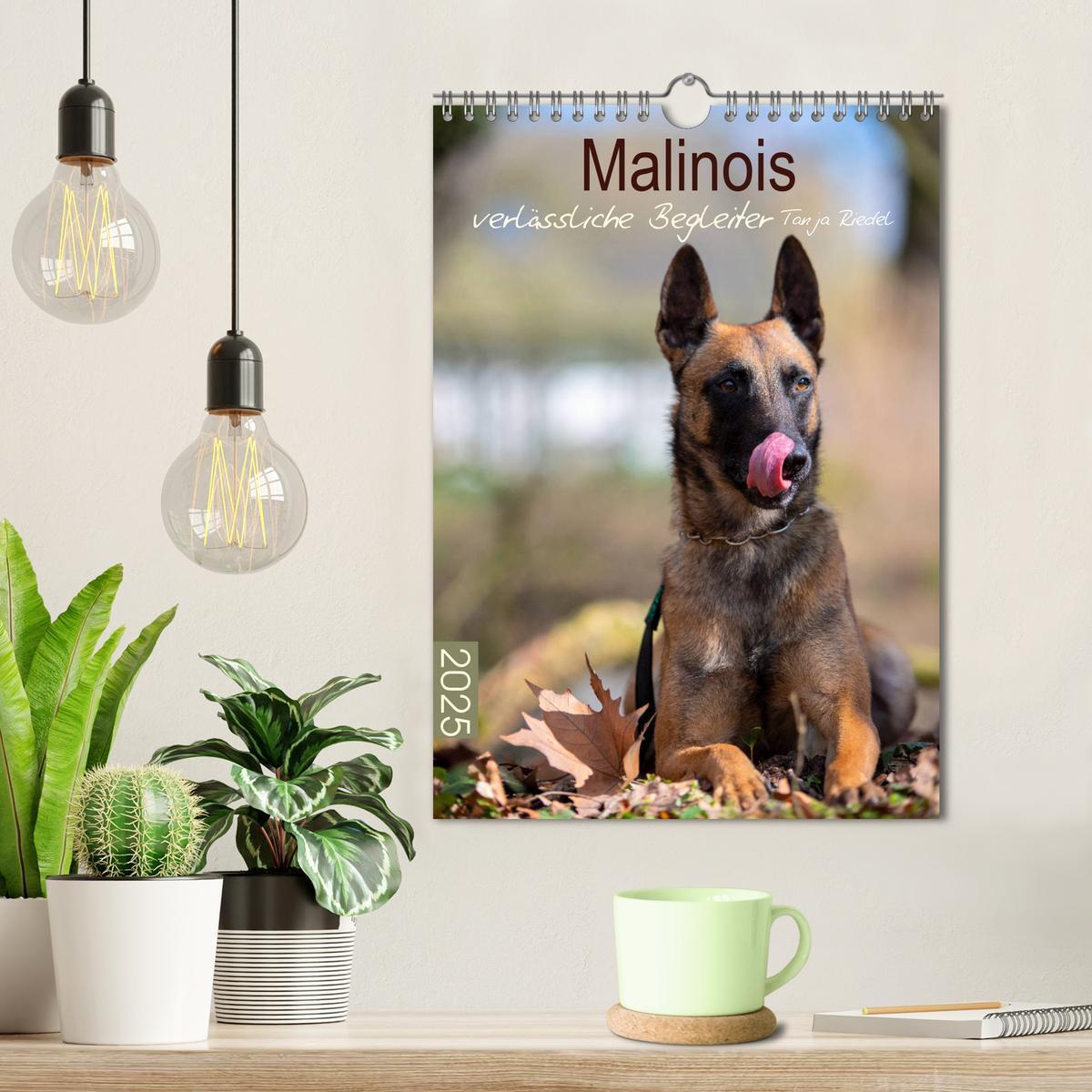 Bild: 9783435947447 | Malinois verlässliche Begleiter (Wandkalender 2025 DIN A4 hoch),...