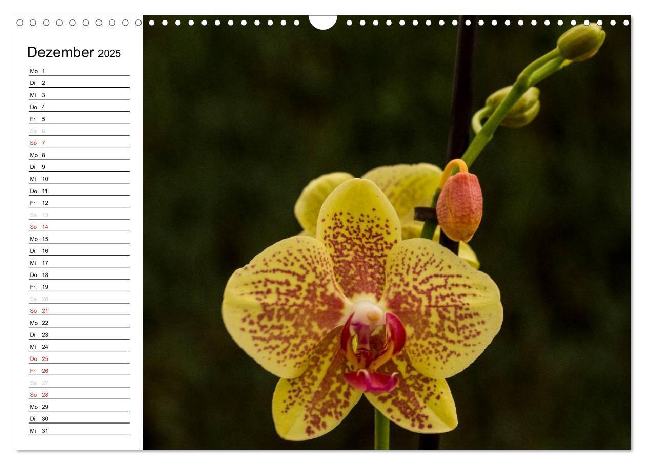 Bild: 9783435553303 | Blütenzauber Orchideen (Wandkalender 2025 DIN A3 quer), CALVENDO...