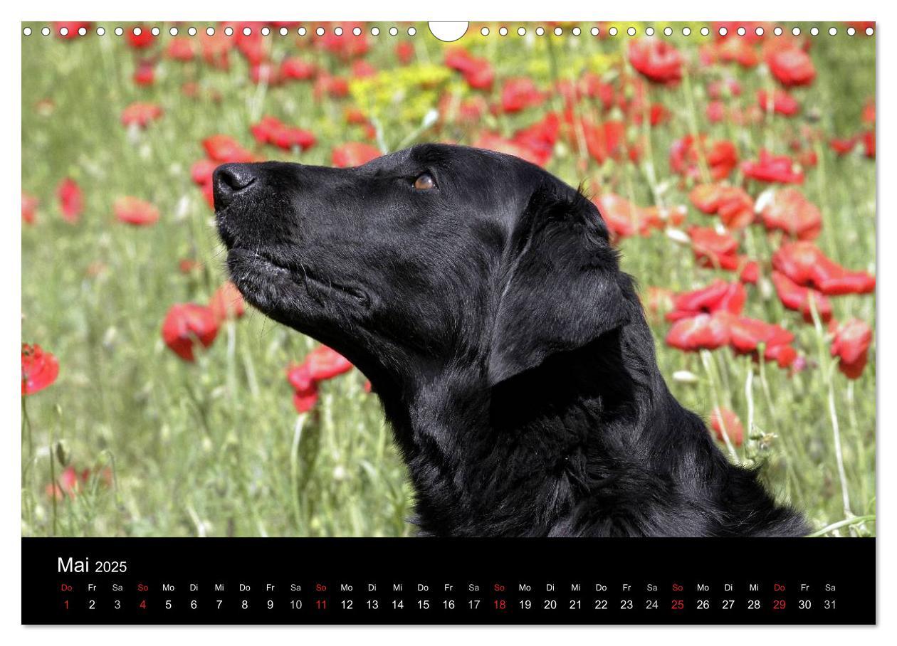 Bild: 9783435726066 | Flatcoated Retriever (Wandkalender 2025 DIN A3 quer), CALVENDO...