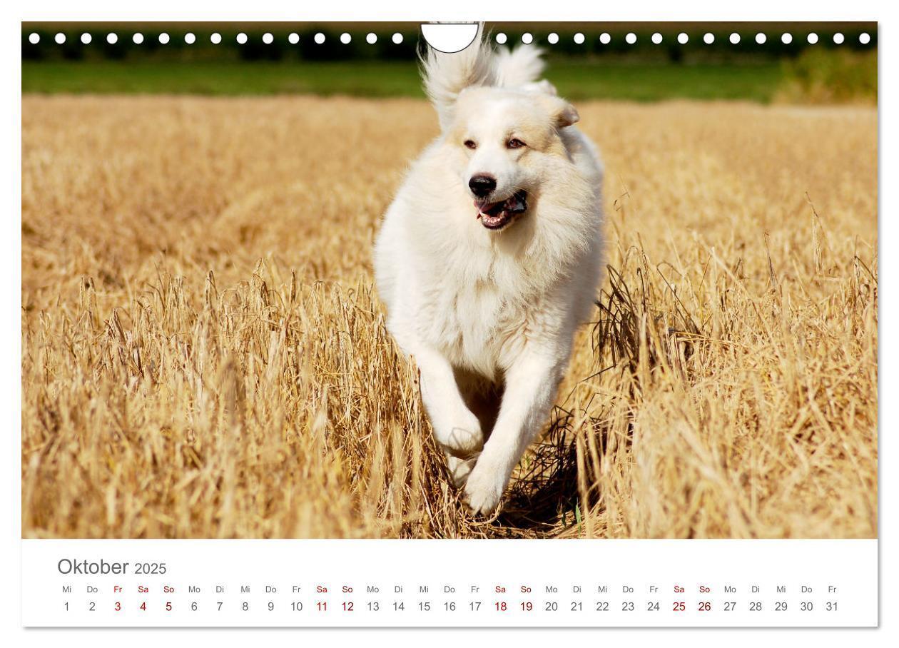 Bild: 9783435055098 | Pyrenäenberghunde (Wandkalender 2025 DIN A4 quer), CALVENDO...