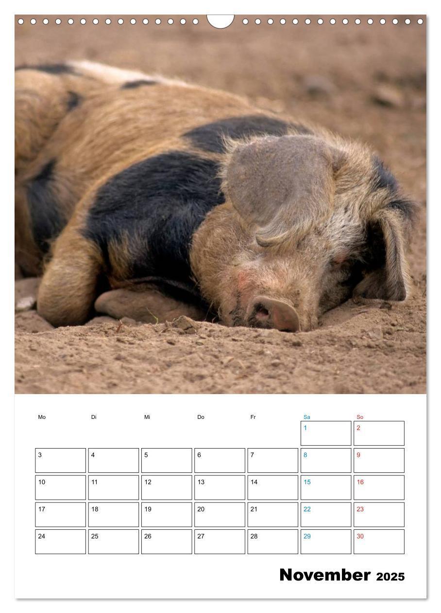 Bild: 9783457077863 | Schweine 2025 (Wandkalender 2025 DIN A3 hoch), CALVENDO Monatskalender