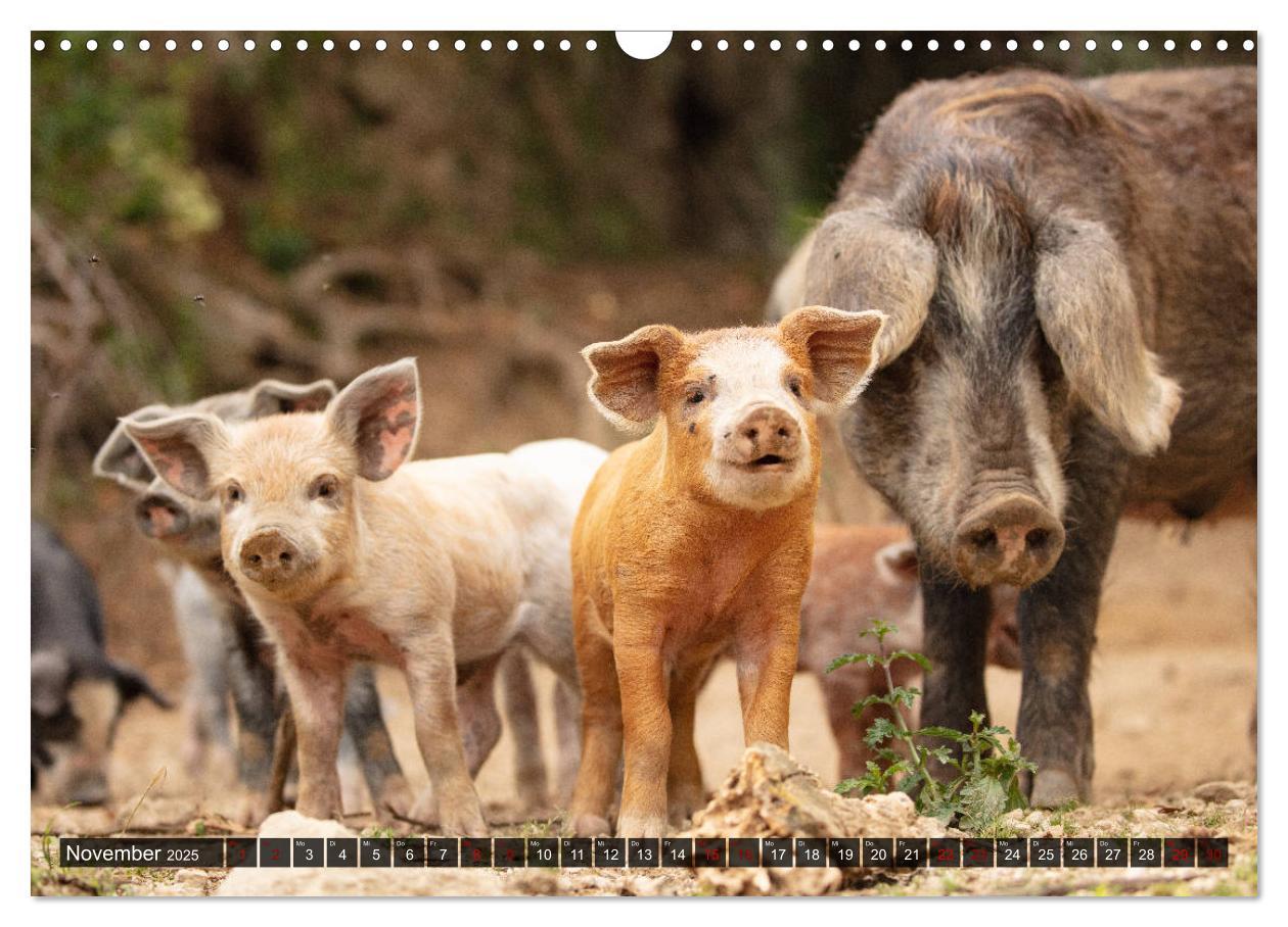 Bild: 9783435261529 | Korsika - süße, wilde Schweinchen (Wandkalender 2025 DIN A3 quer),...