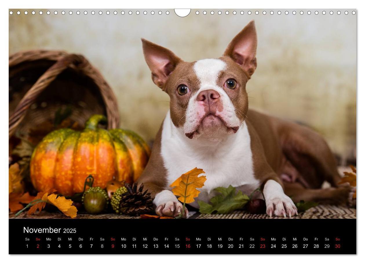 Bild: 9783435613892 | Colored Boston Terrier 2025 (Wandkalender 2025 DIN A3 quer),...