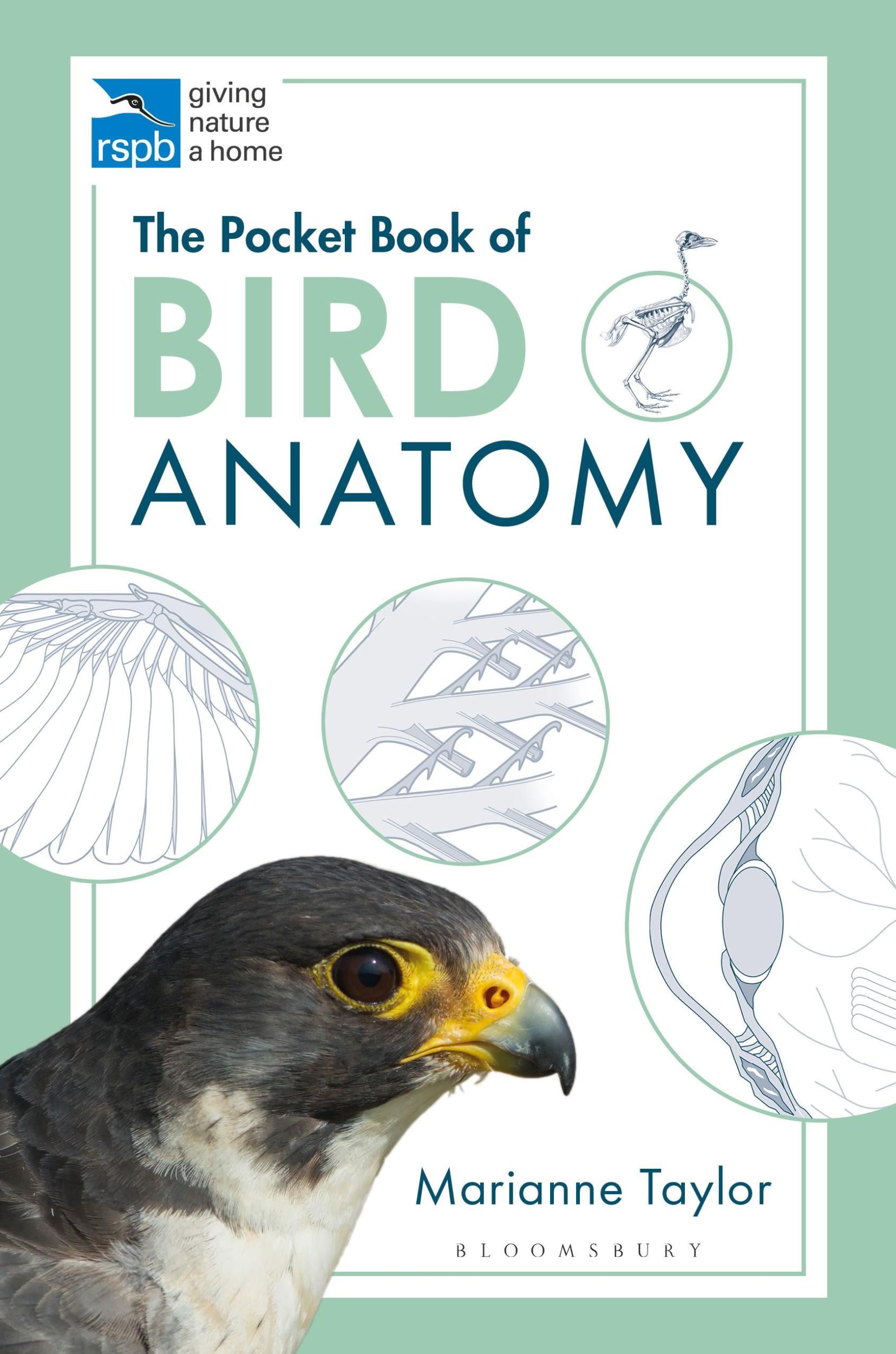 Cover: 9781472976925 | The Pocket Book of Bird Anatomy | Marianne Taylor | Taschenbuch | 2020