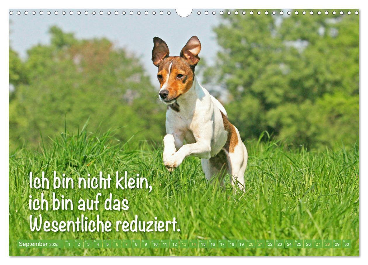 Bild: 9783457199794 | Jack Russell Terrier: flink und verspielt (Wandkalender 2025 DIN A3...