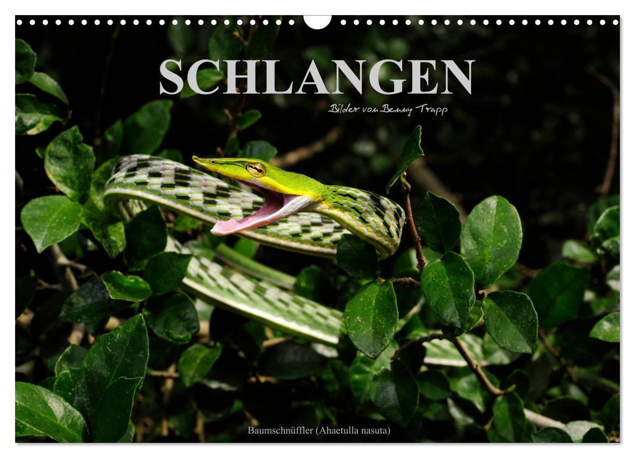 Cover: 9783675964969 | Schlangen (Wandkalender 2024 DIN A3 quer), CALVENDO Monatskalender
