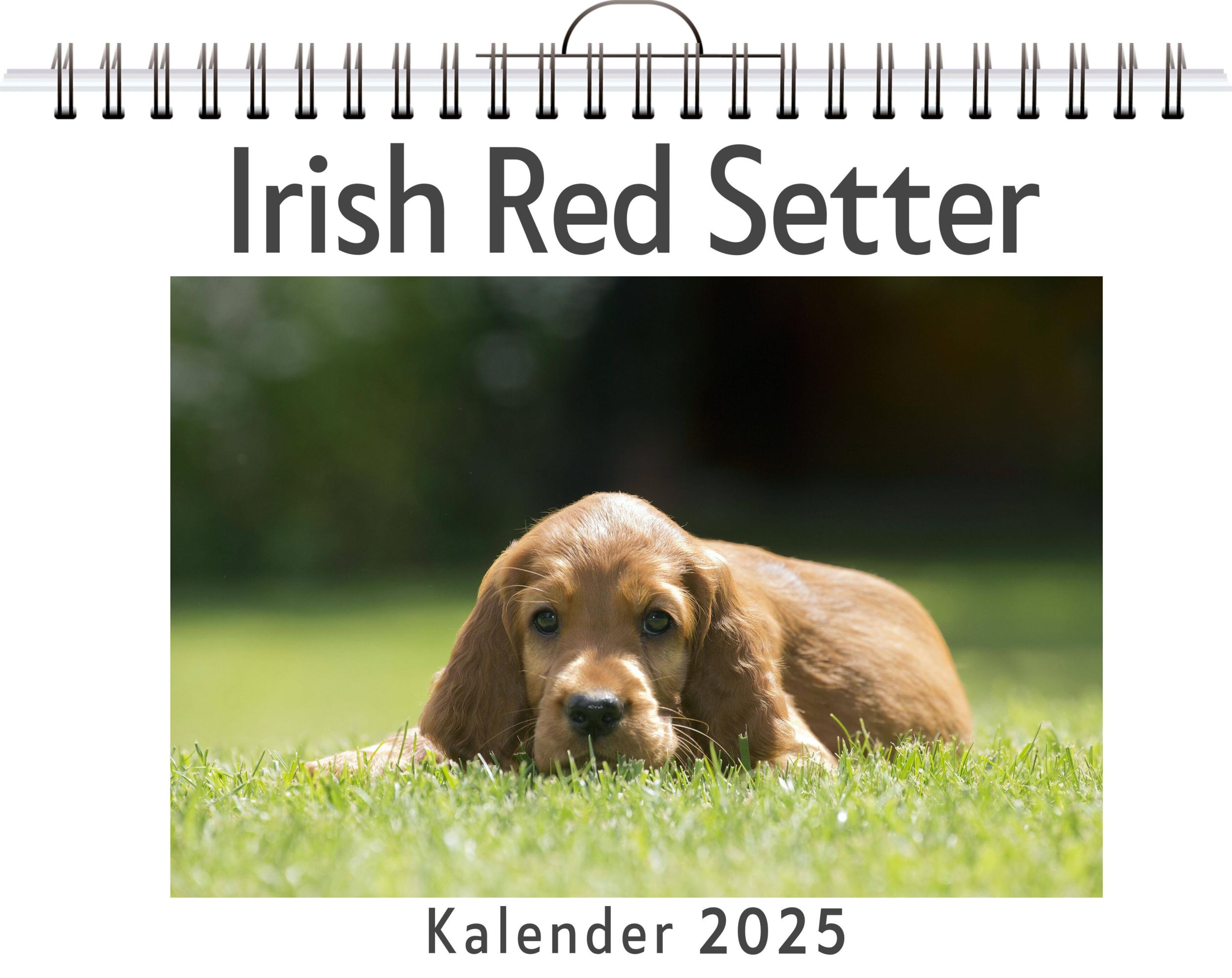 Cover: 9783759132680 | Irish Red Setter | Clara Koch | Kalender | Kalender | 14 S. | Deutsch