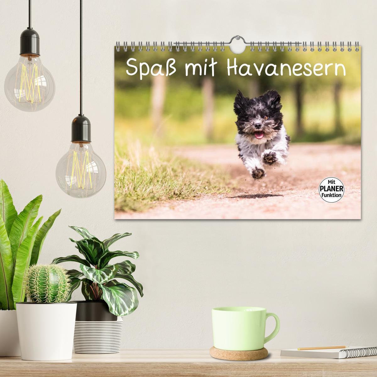 Bild: 9783435554409 | Spaß mit Havanesern (Wandkalender 2025 DIN A4 quer), CALVENDO...