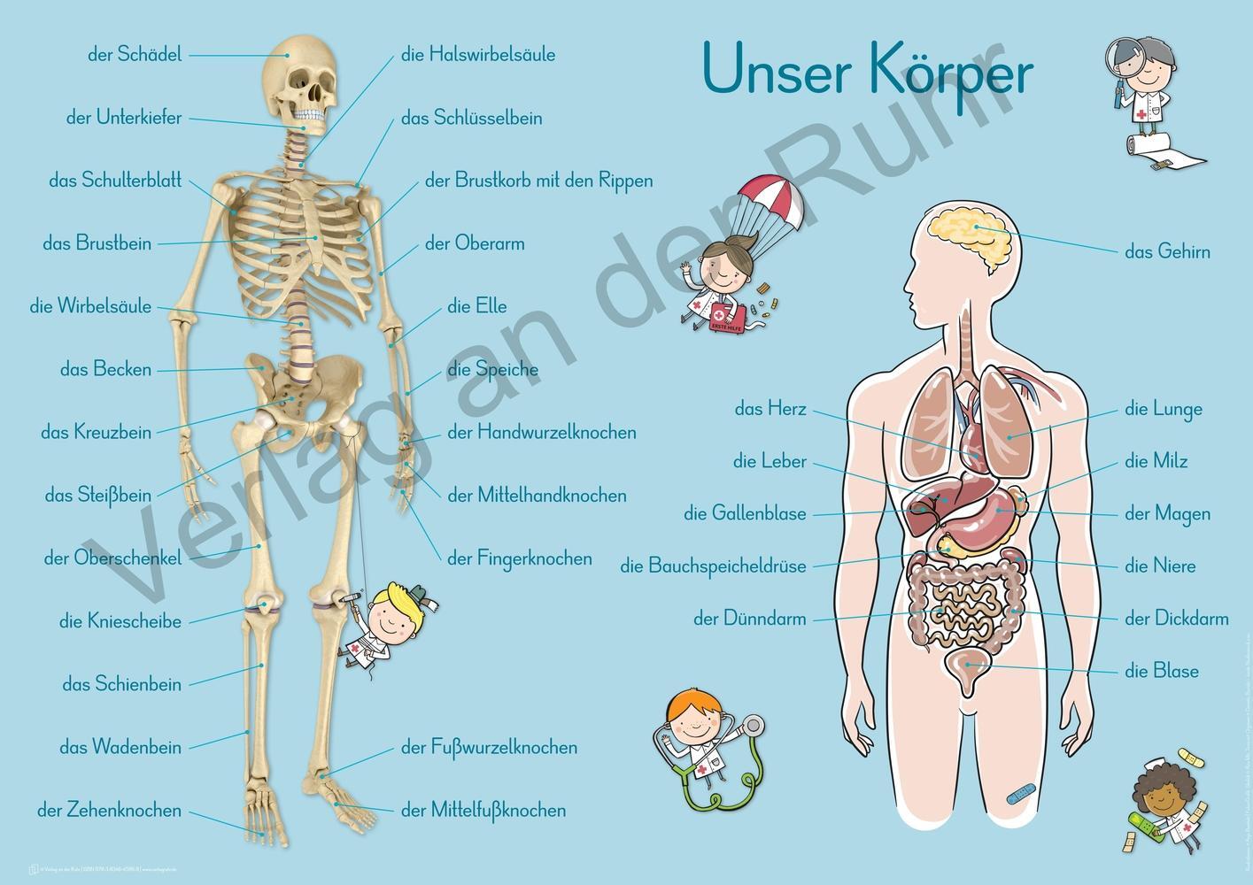 Bild: 9783834645869 | 6 A1-Merk-Poster für den Sachunterricht  Jahreskreis, Körper,...