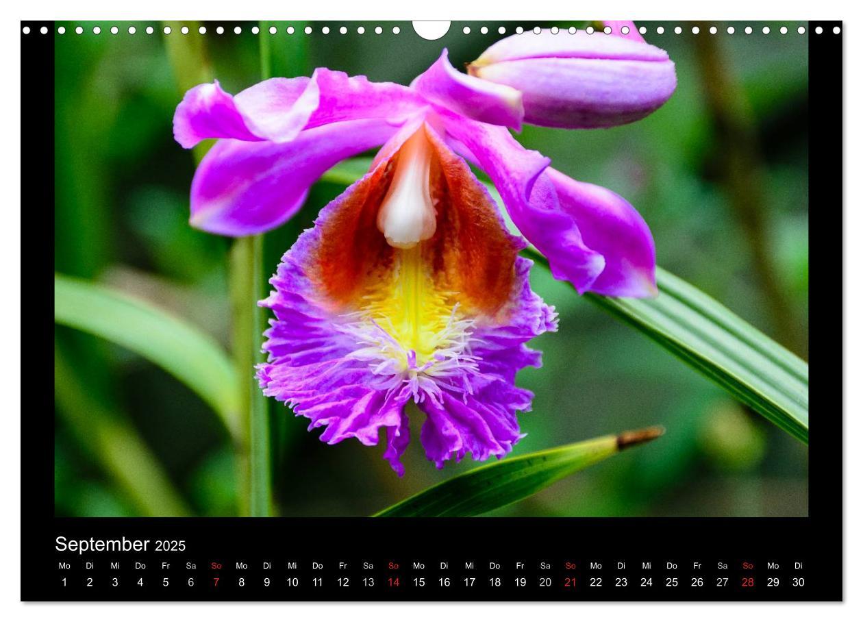 Bild: 9783435598915 | Wunderbare Orchideen (Wandkalender 2025 DIN A3 quer), CALVENDO...