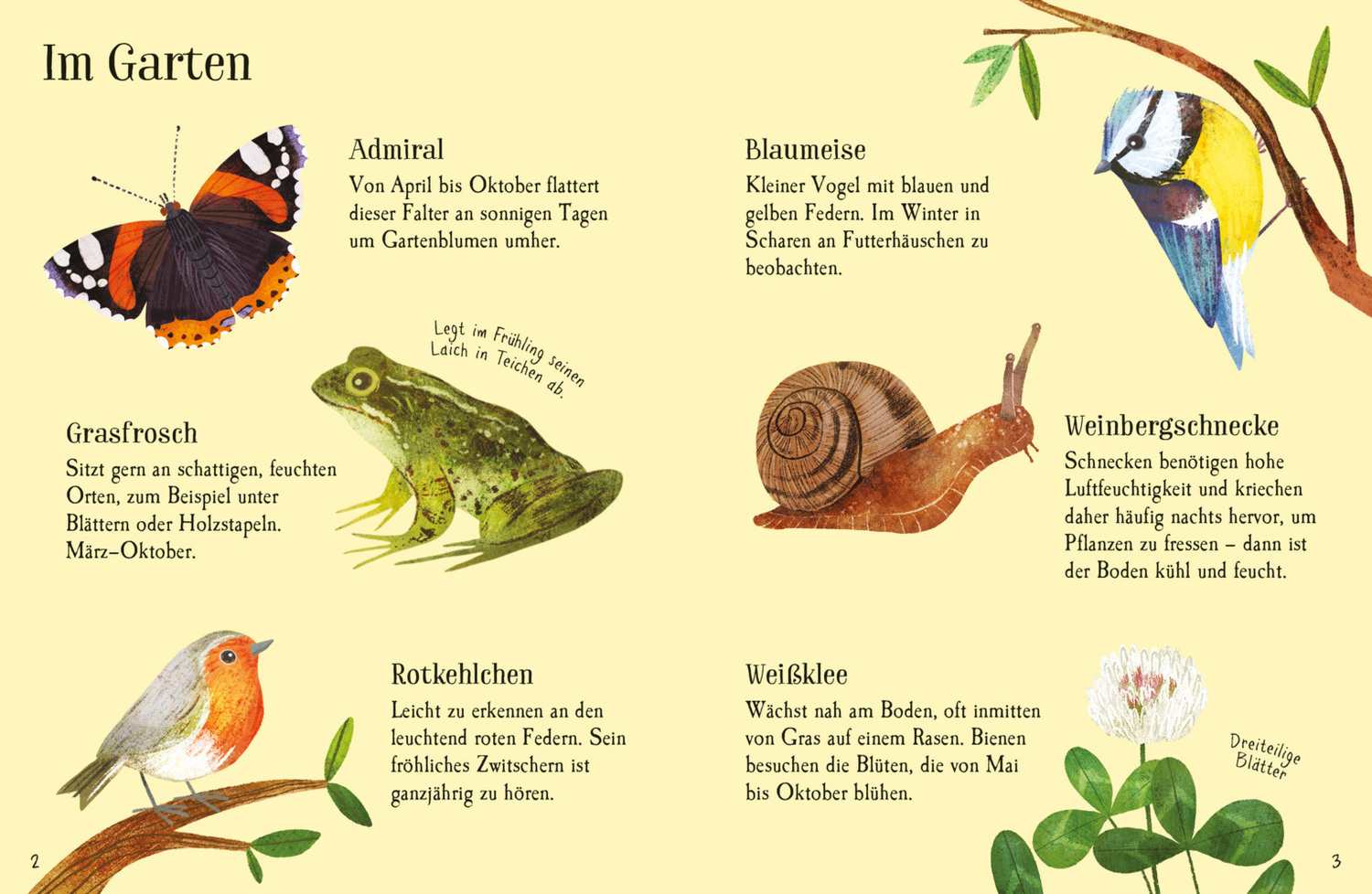 Bild: 9781035701636 | Usborne Minis Naturführer: In der Stadt - Tiere und Pflanzen | Buch