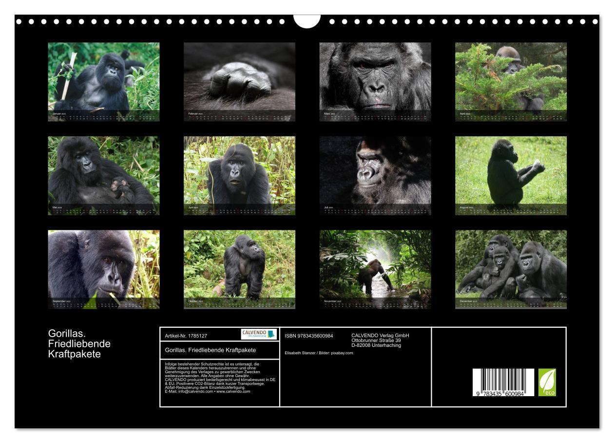 Bild: 9783435600984 | Gorillas. Friedliebende Kraftpakete (Wandkalender 2025 DIN A3...